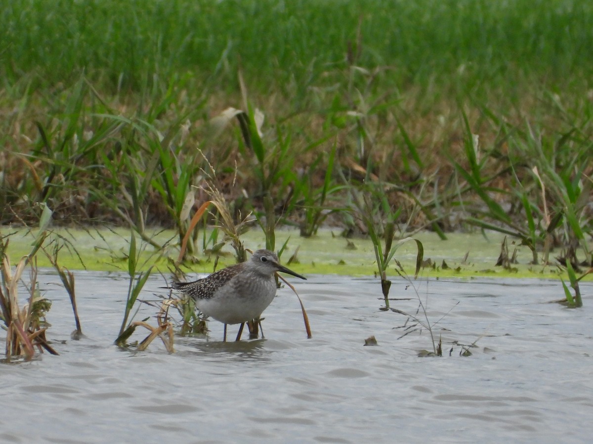 Lesser Yellowlegs - ML623441631