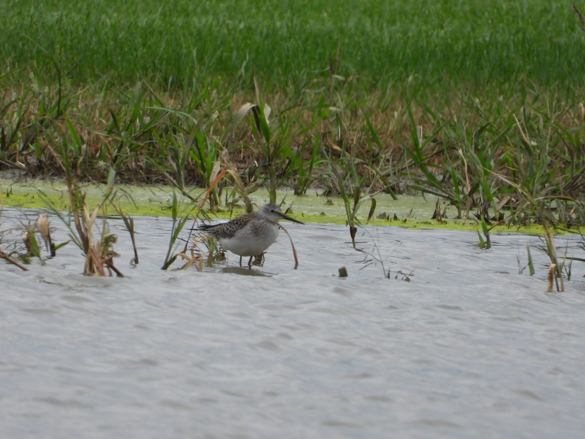 Lesser Yellowlegs - ML623441632