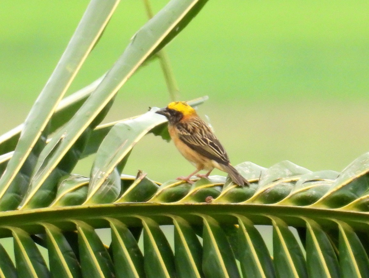 Baya Weaver - ML623441697