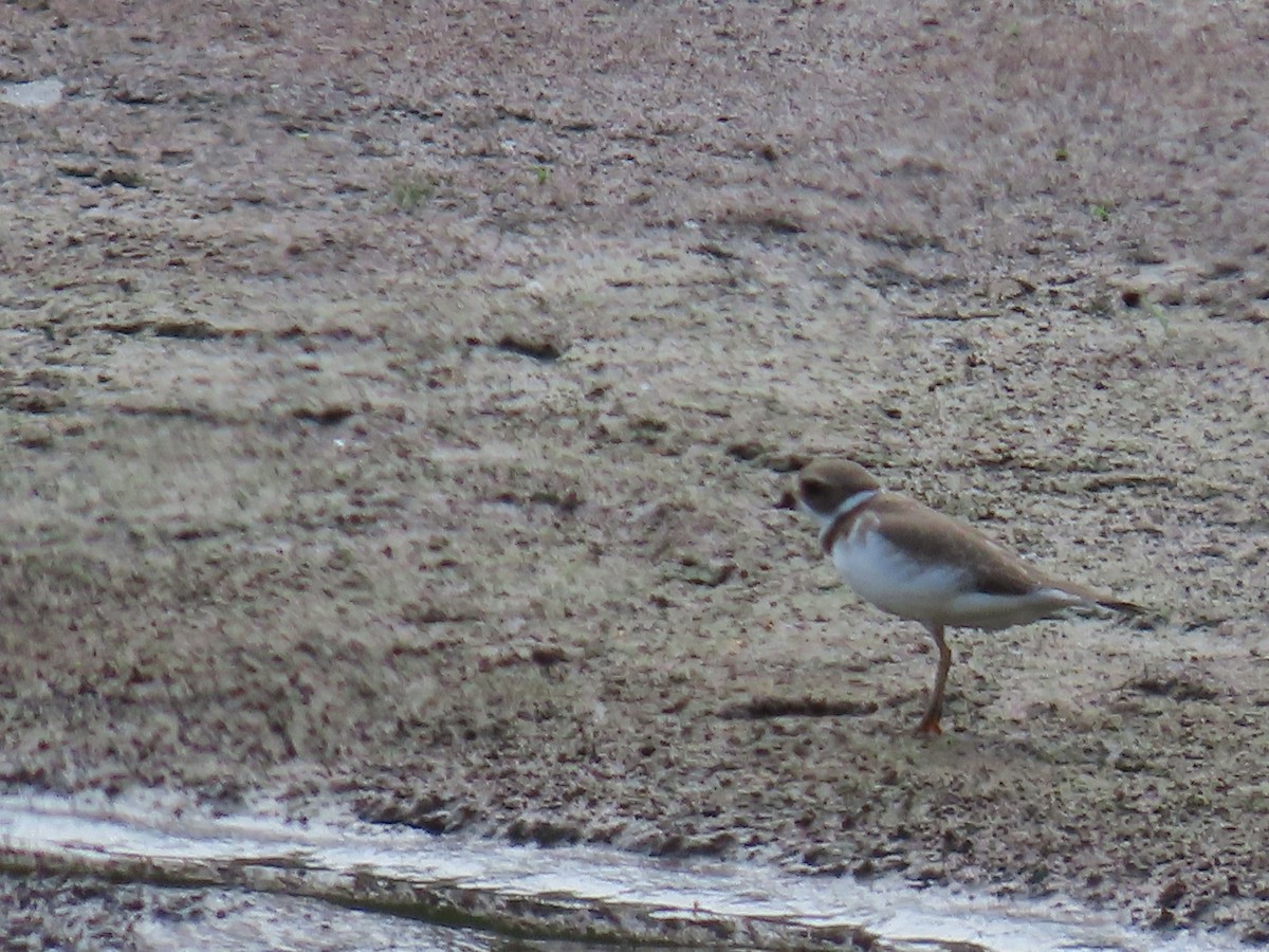 Semipalmated Plover - ML623441698