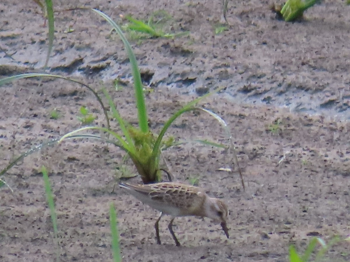 Semipalmated Sandpiper - ML623441702