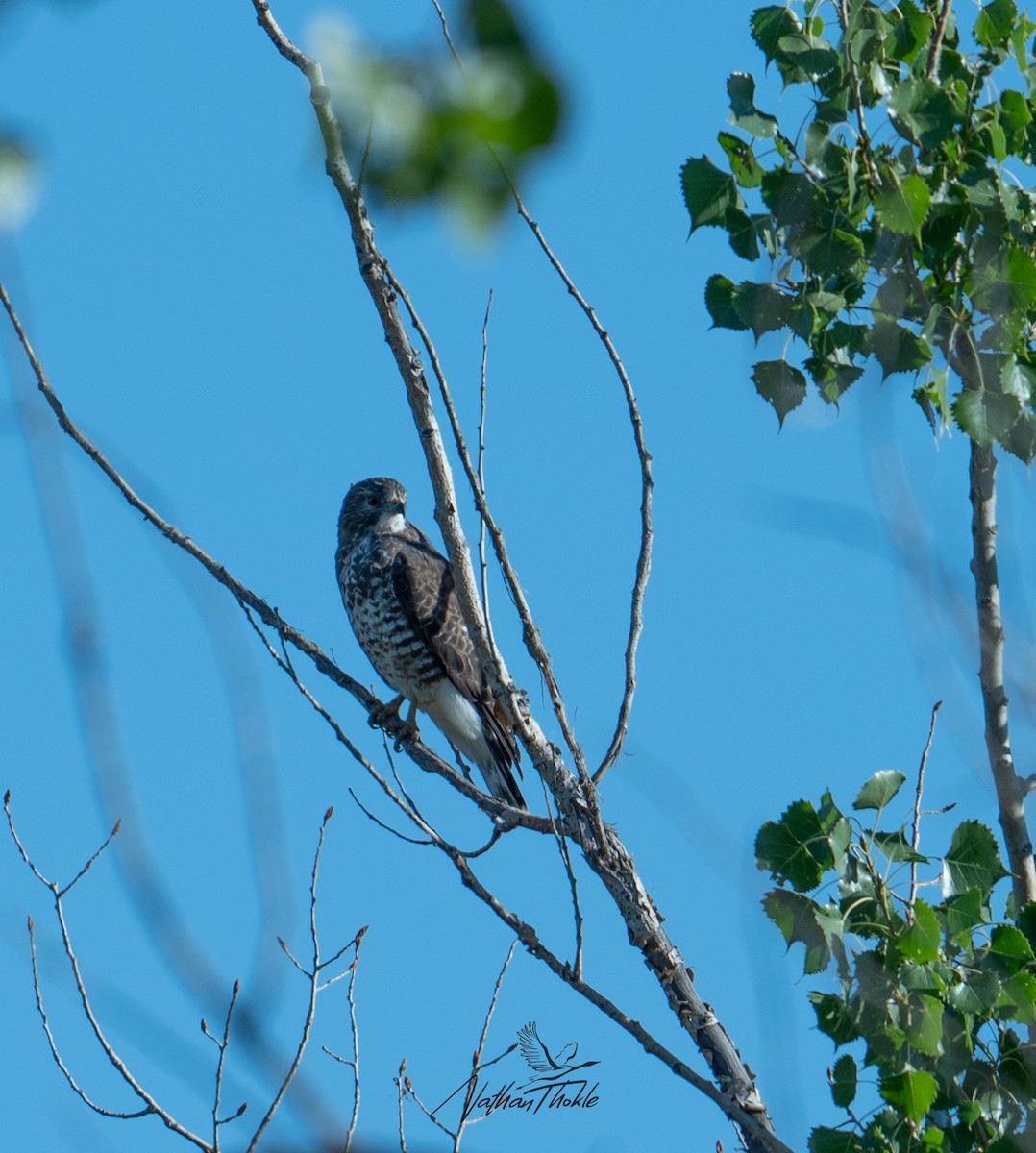 Broad-winged Hawk - Nathan Thokle