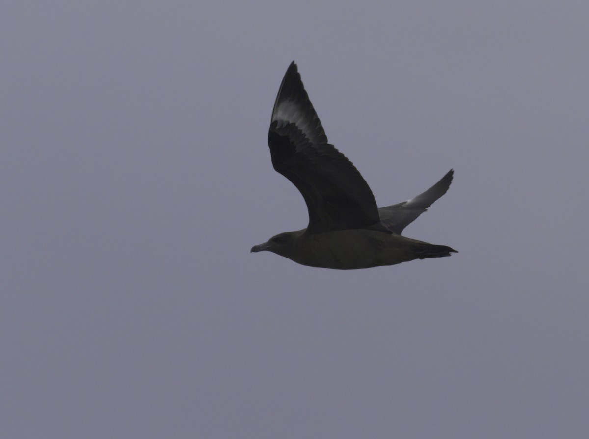 Great Skua - ML623441728