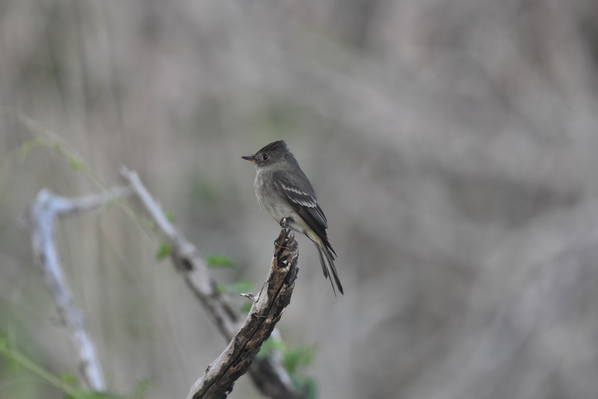 Eastern Wood-Pewee - ML623441731