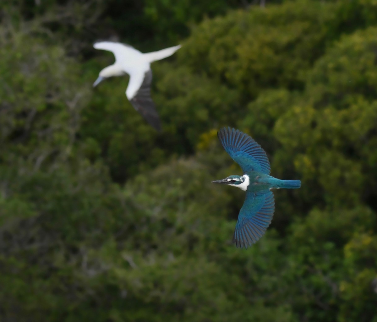 Mariana Kingfisher - ML623441787