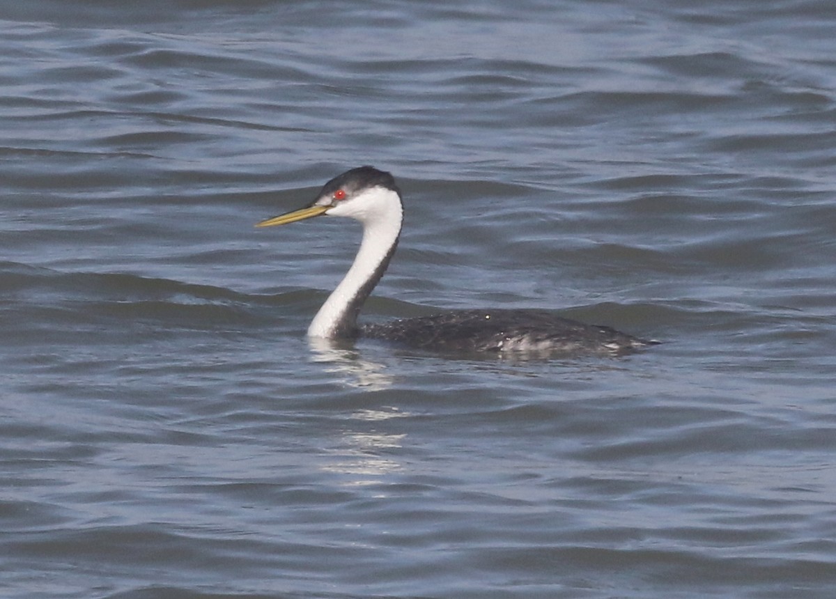 Western Grebe - ML623441803