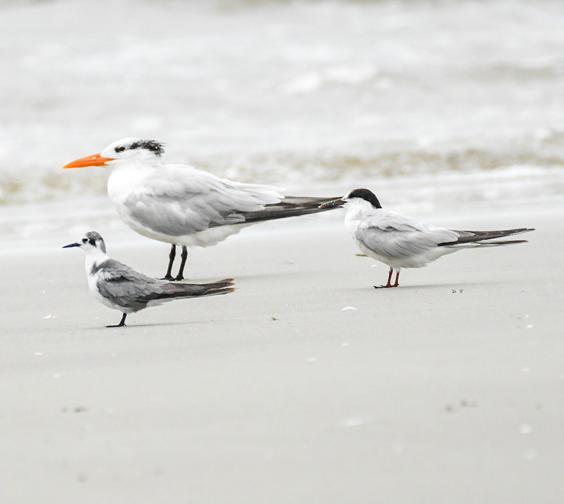 Royal Tern - ML623441829