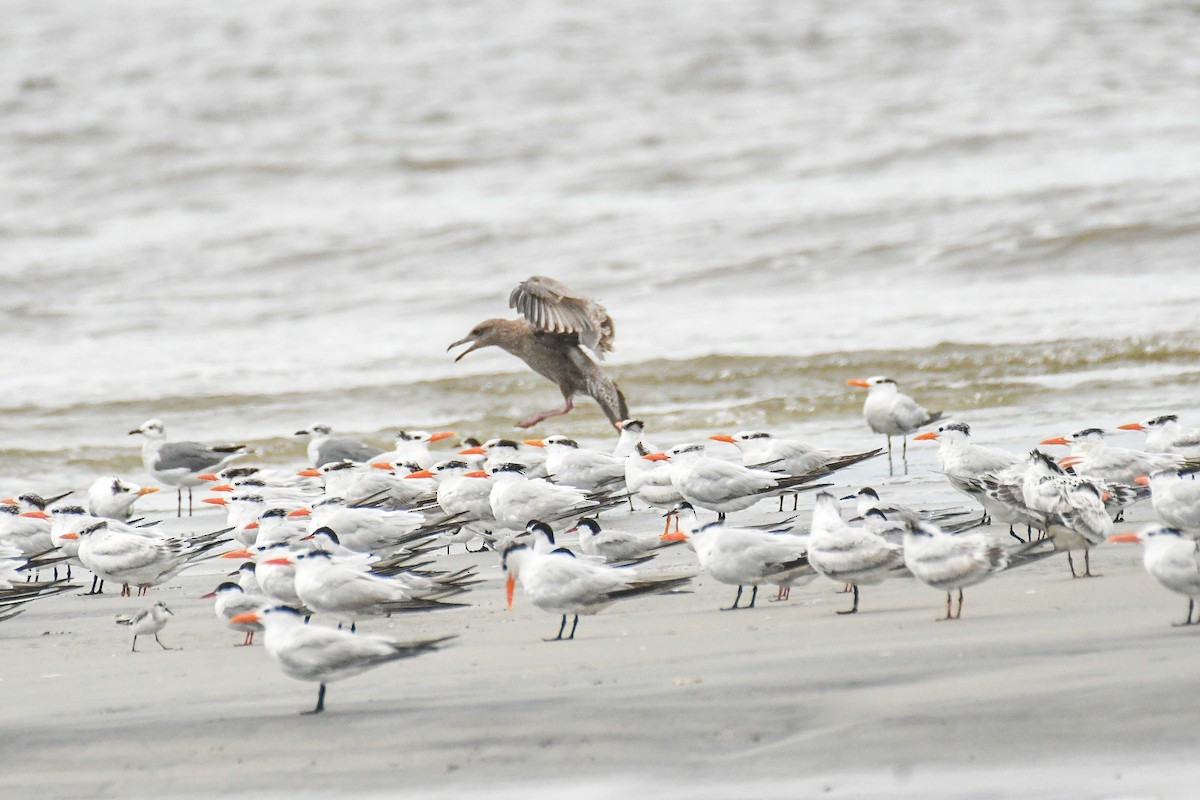 Royal Tern - ML623441831