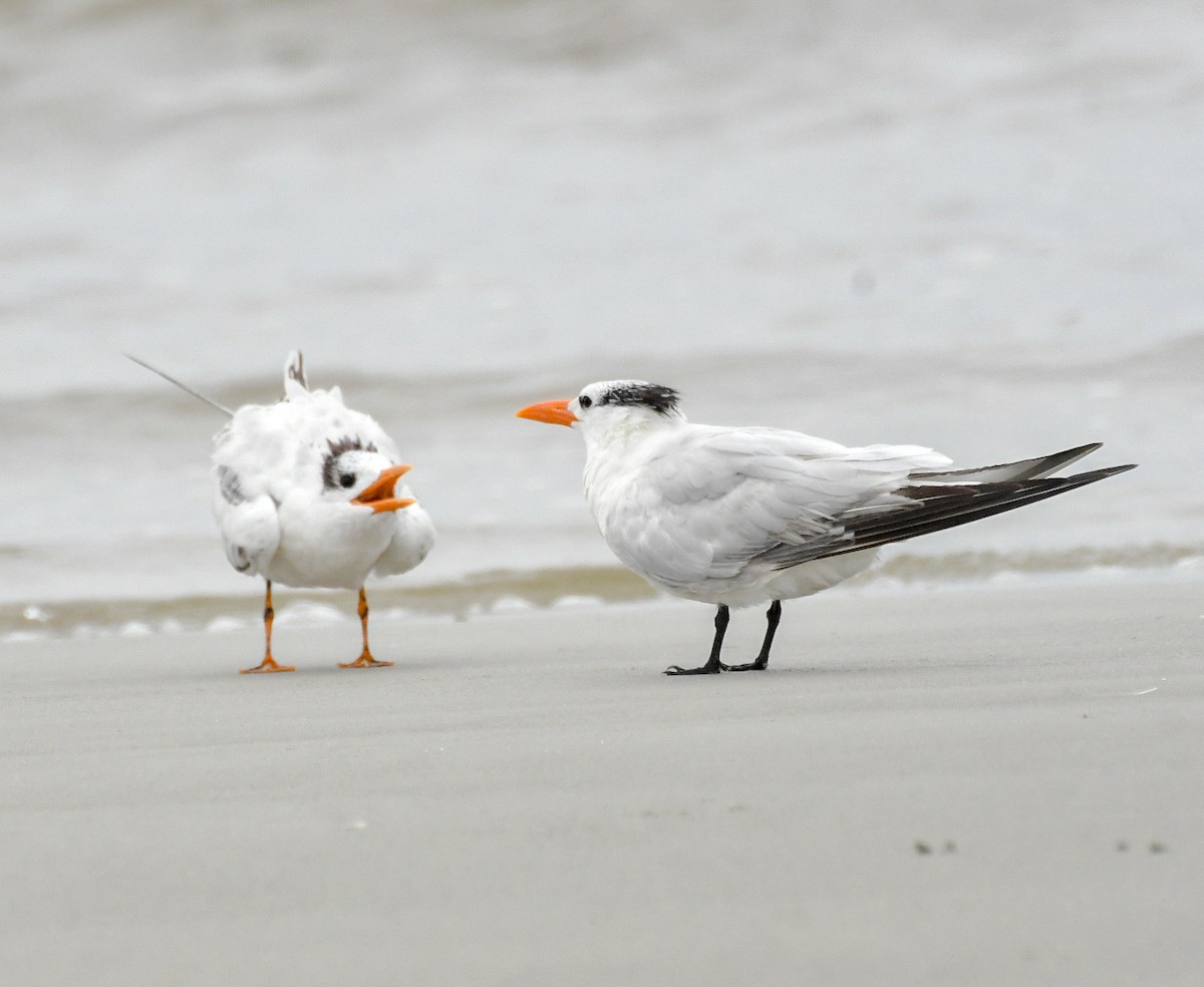 Royal Tern - ML623441833