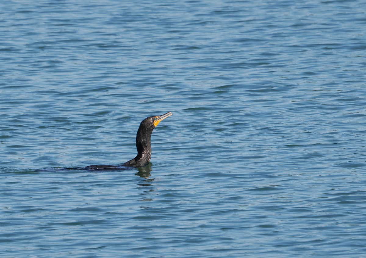 Double-crested Cormorant - ML623441839