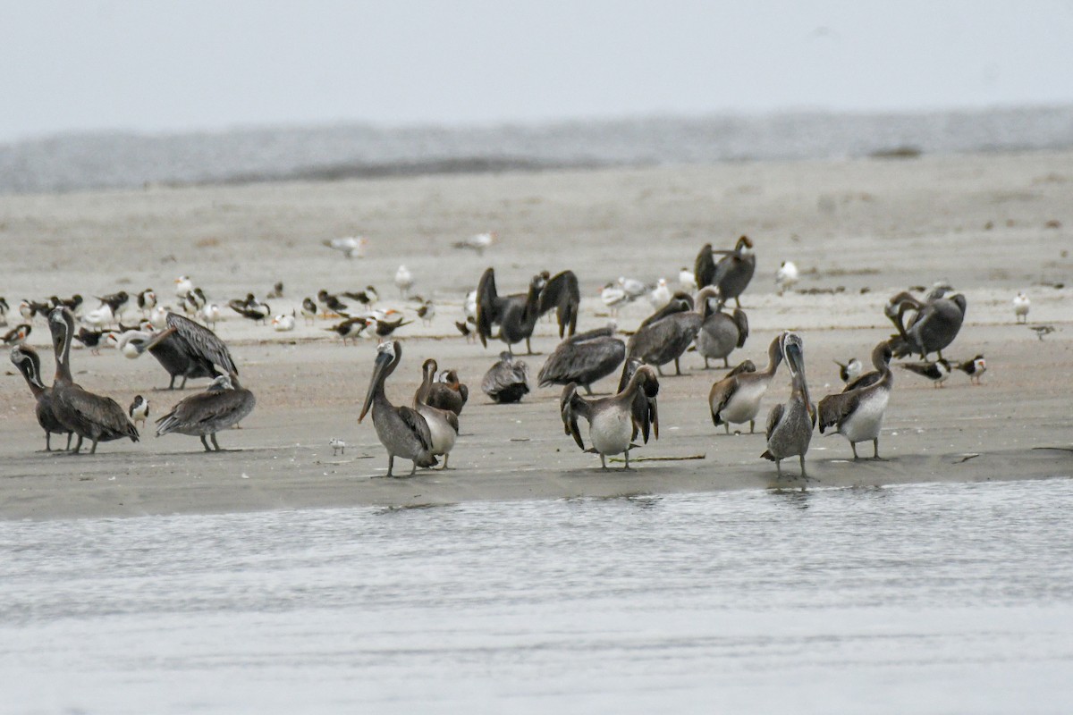 Brown Pelican - ML623441852