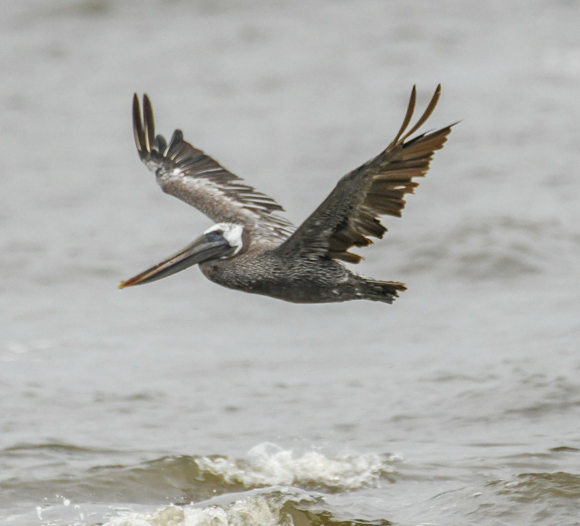 Brown Pelican - ML623441853