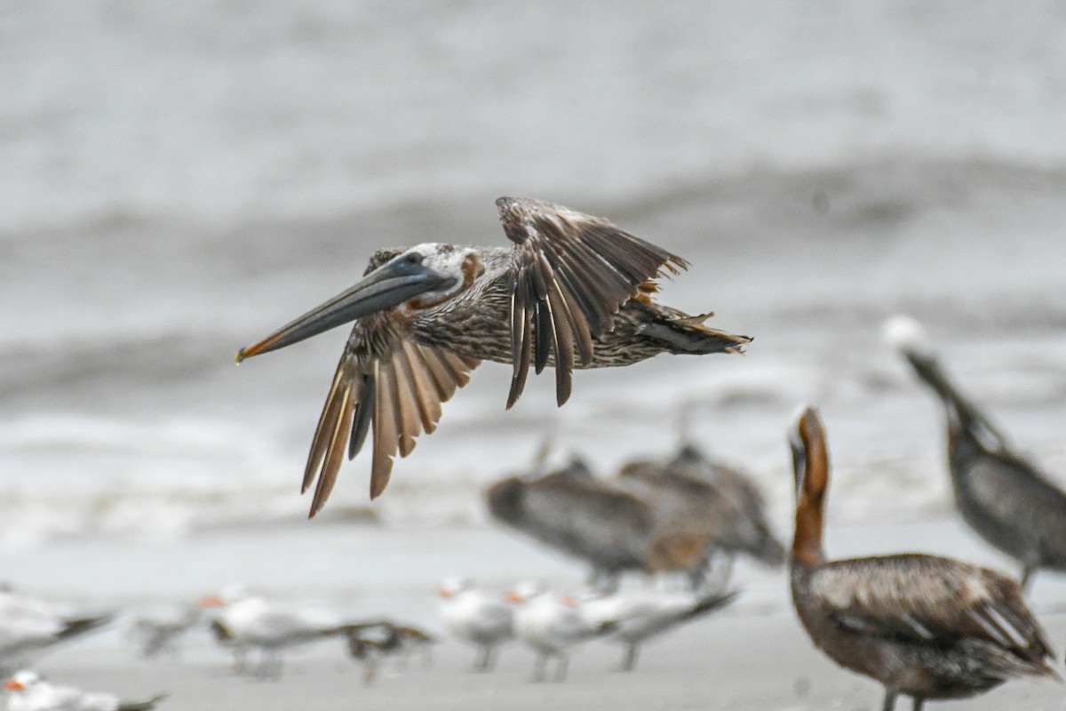 Brown Pelican - ML623441854