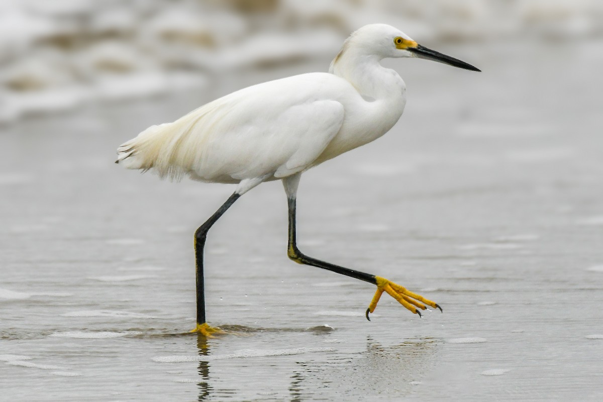 Snowy Egret - ML623441872