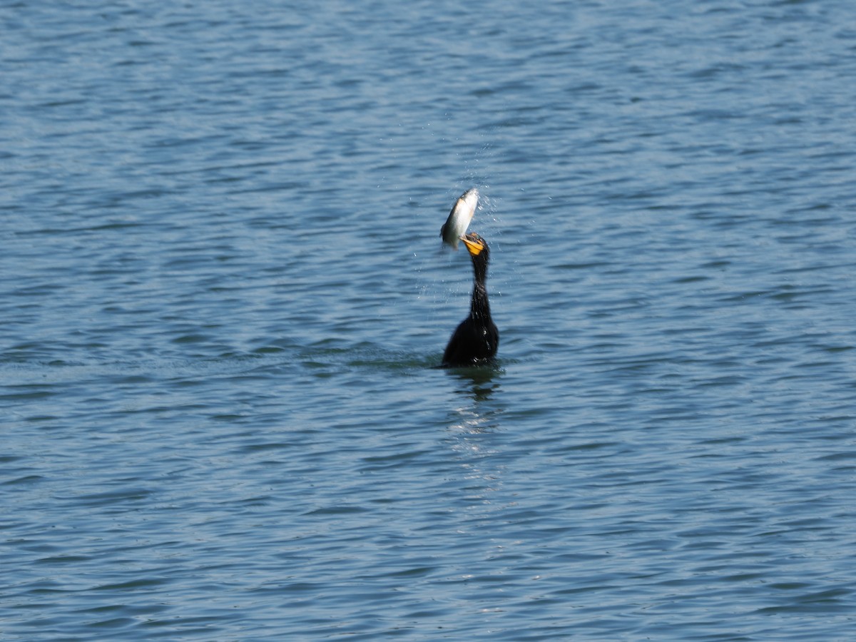 Double-crested Cormorant - ML623441873