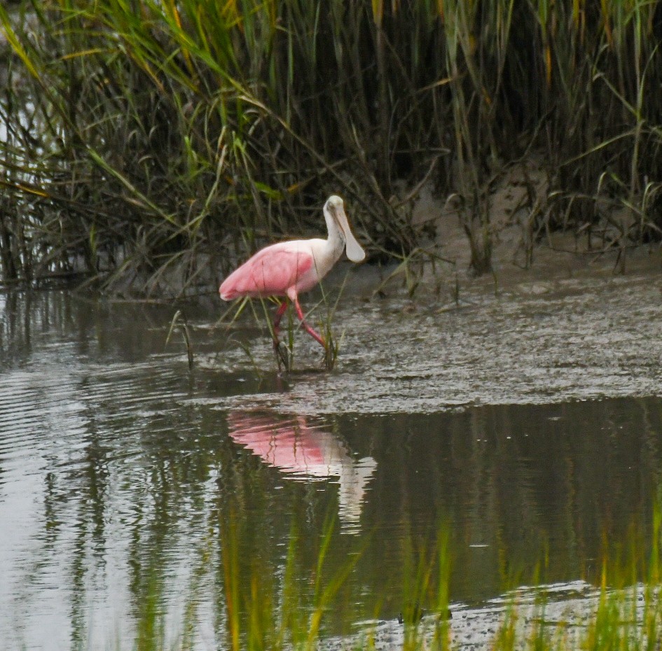 Roseate Spoonbill - ML623441899