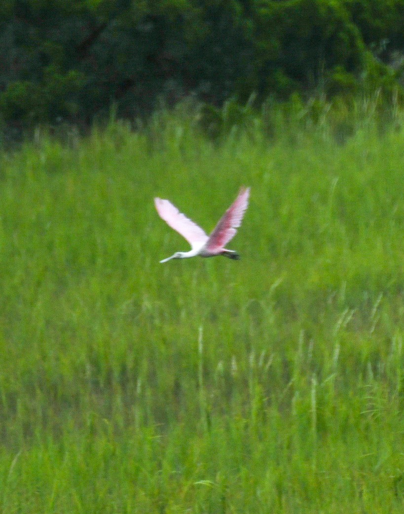 Roseate Spoonbill - ML623441900