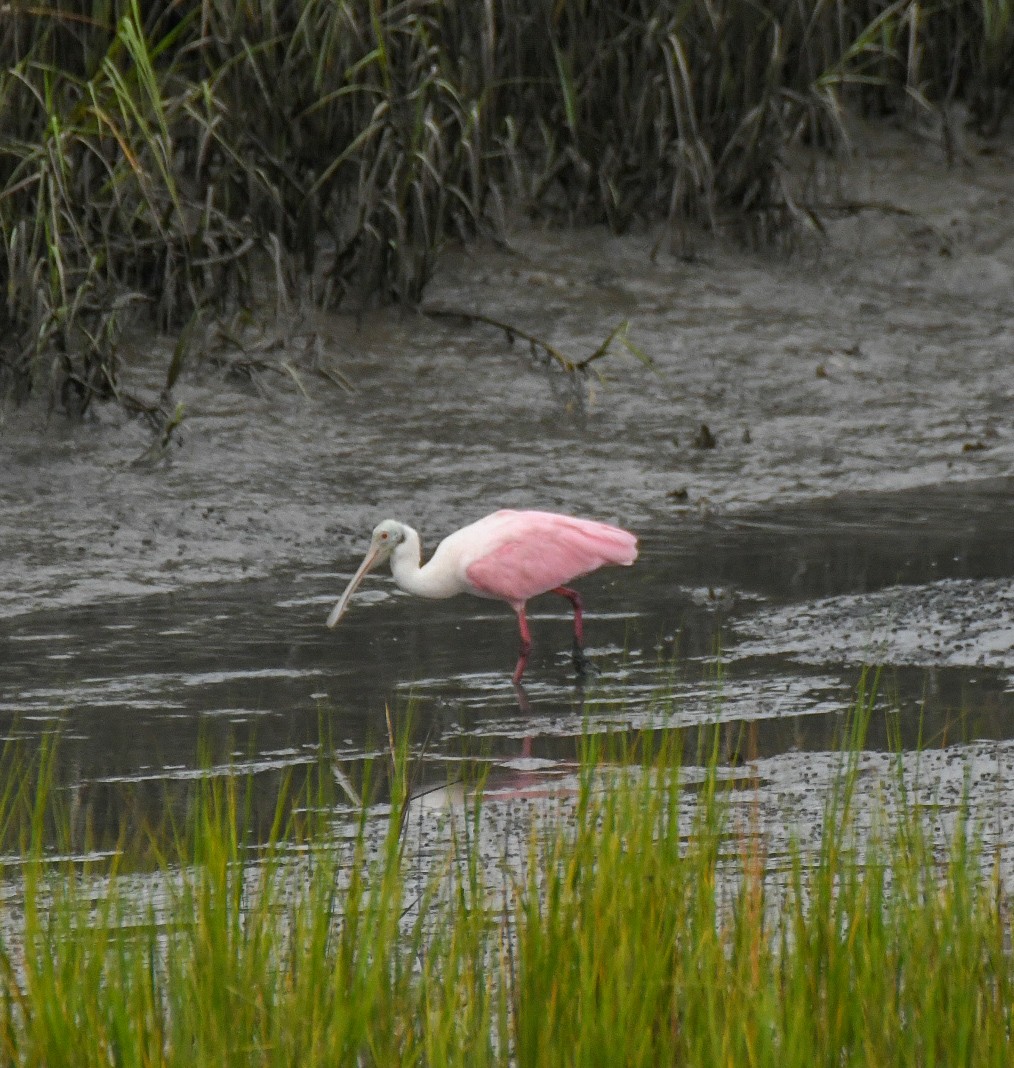 Roseate Spoonbill - ML623441901