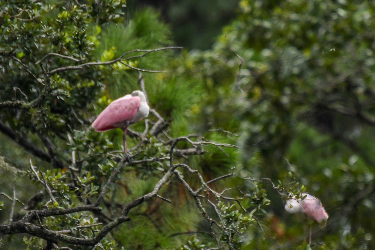 Roseate Spoonbill - ML623441902