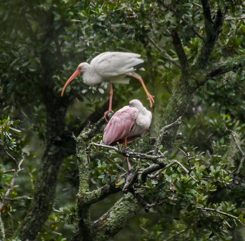 Roseate Spoonbill - ML623441903