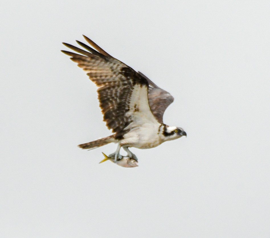 Águila Pescadora - ML623441919