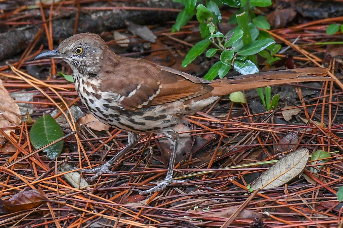 Brown Thrasher - ML623441946