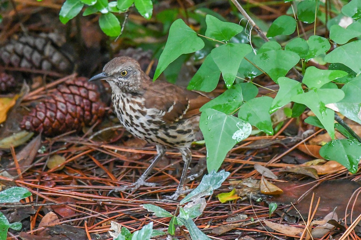 Brown Thrasher - ML623441947