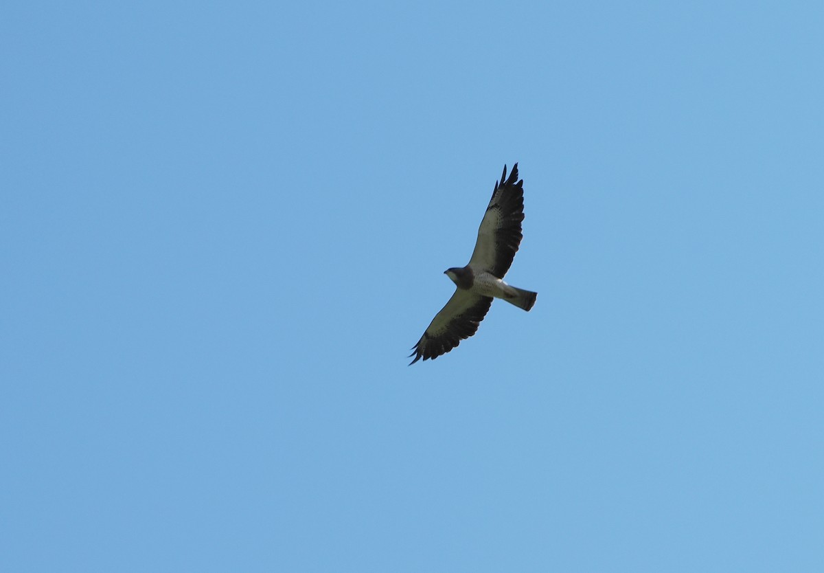 Swainson's Hawk - ML623441951