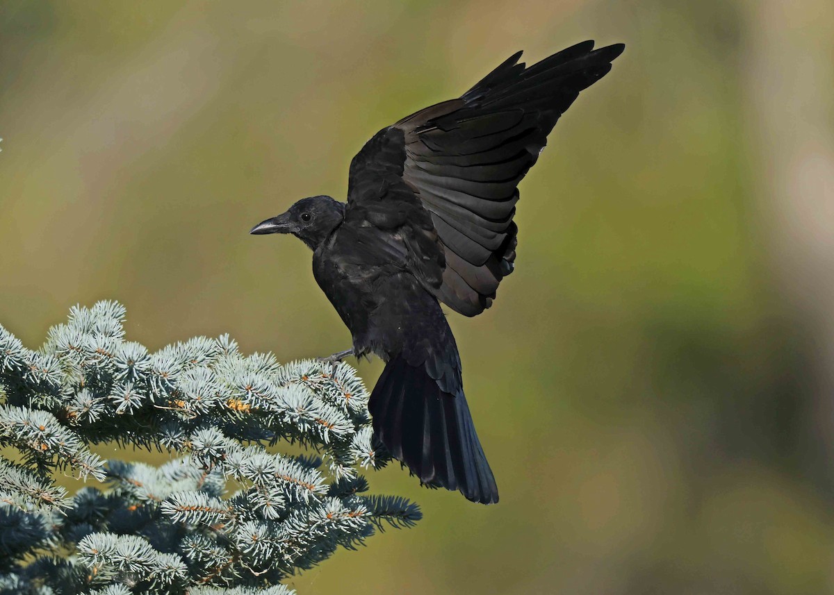 American Crow - ML623441954