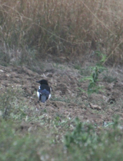 Eurasian Magpie (Eurasian) - ML623441983