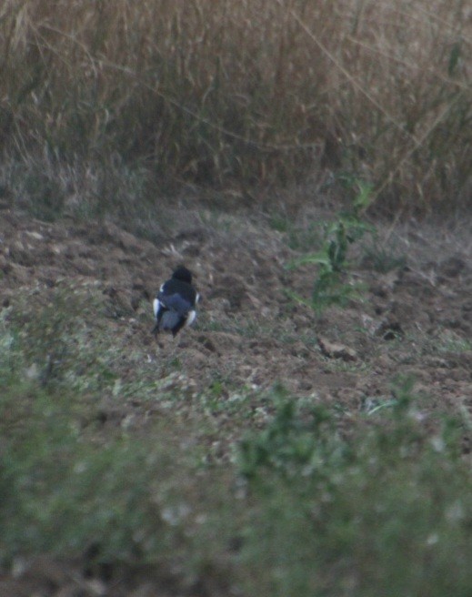 Eurasian Magpie (Eurasian) - ML623441984