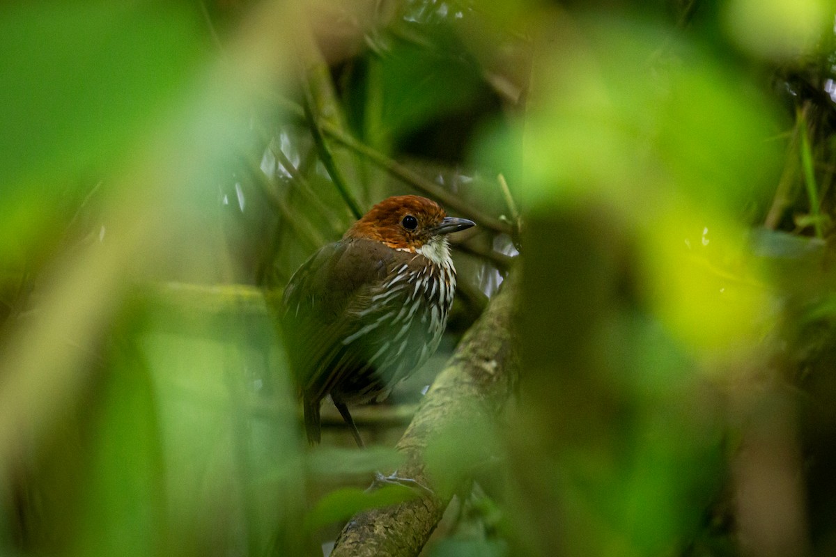 Chestnut-crowned Antpitta - ML623442032