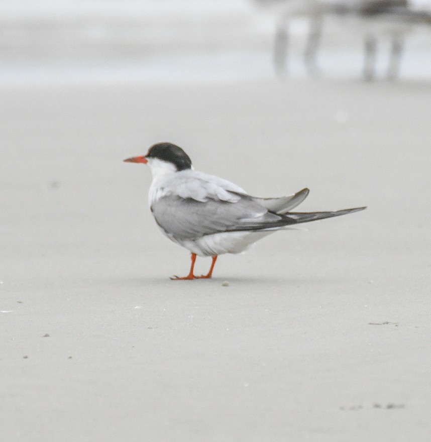 Common Tern - ML623442113