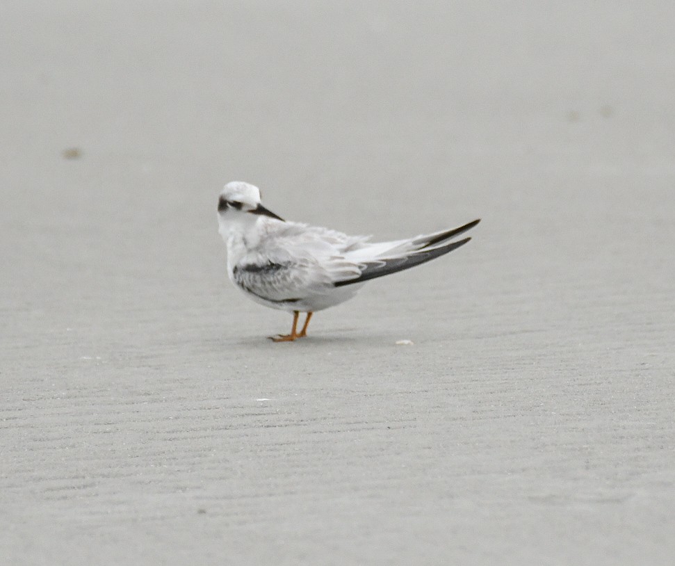 Least Tern - ML623442137