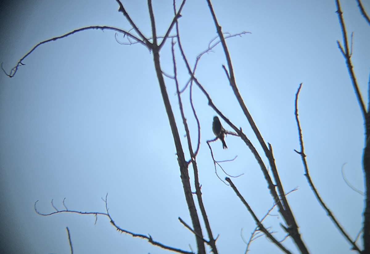 Mississippi Kite - ML623442141