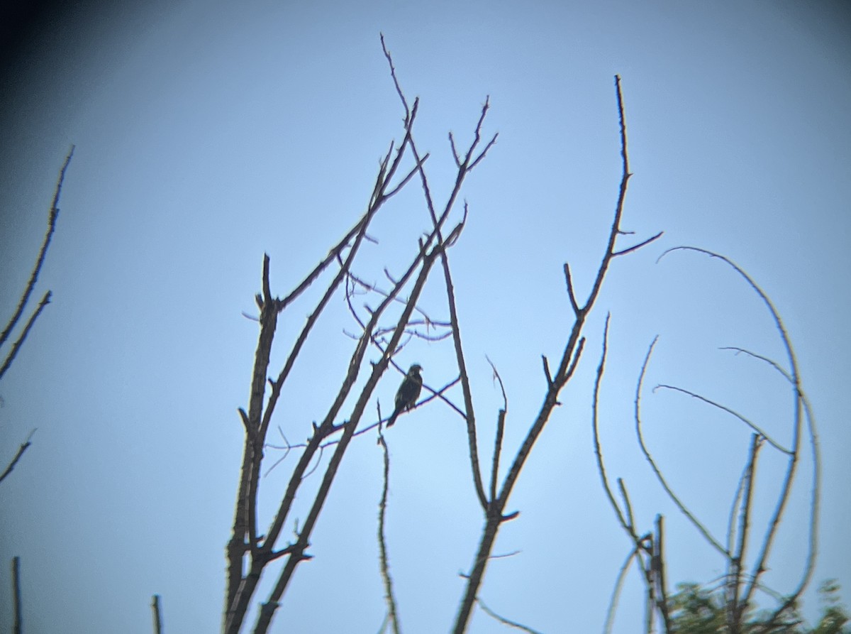 Mississippi Kite - ML623442142