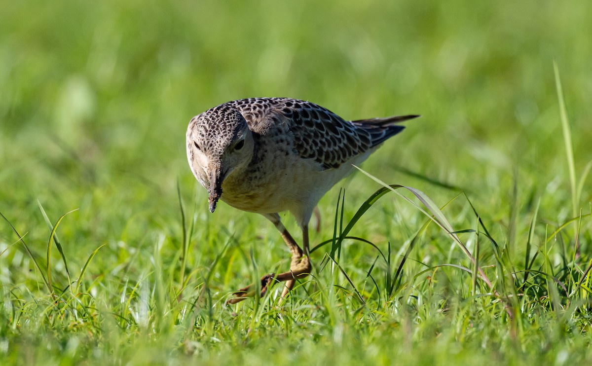 Buff-breasted Sandpiper - ML623442177