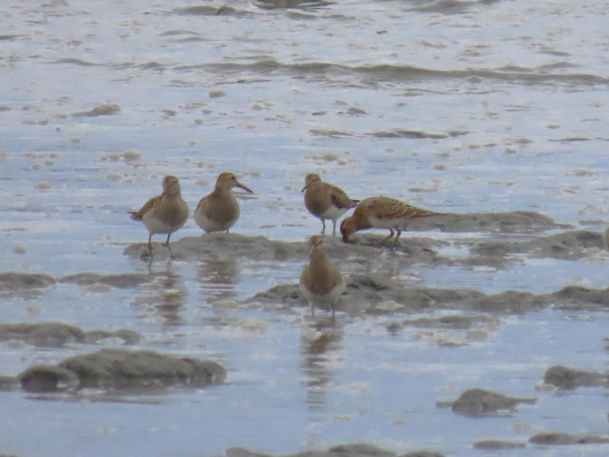 Pectoral Sandpiper - Laura Burke