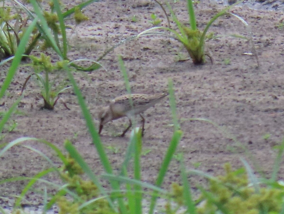 Semipalmated Sandpiper - ML623442213