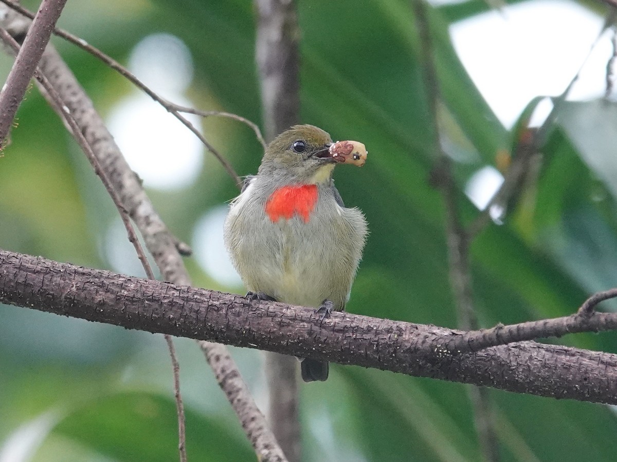 Olive-crowned Flowerpecker - ML623442230