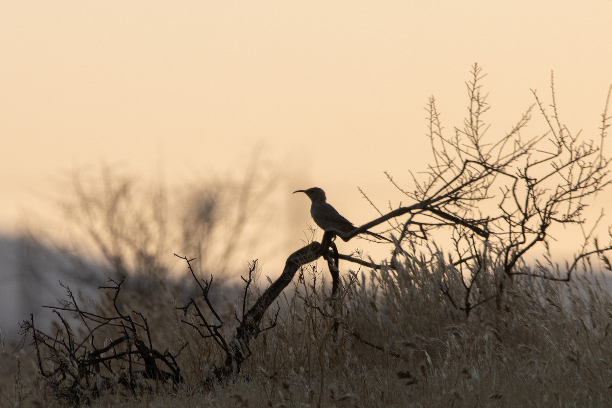 LeConte's Thrasher - ML623442231