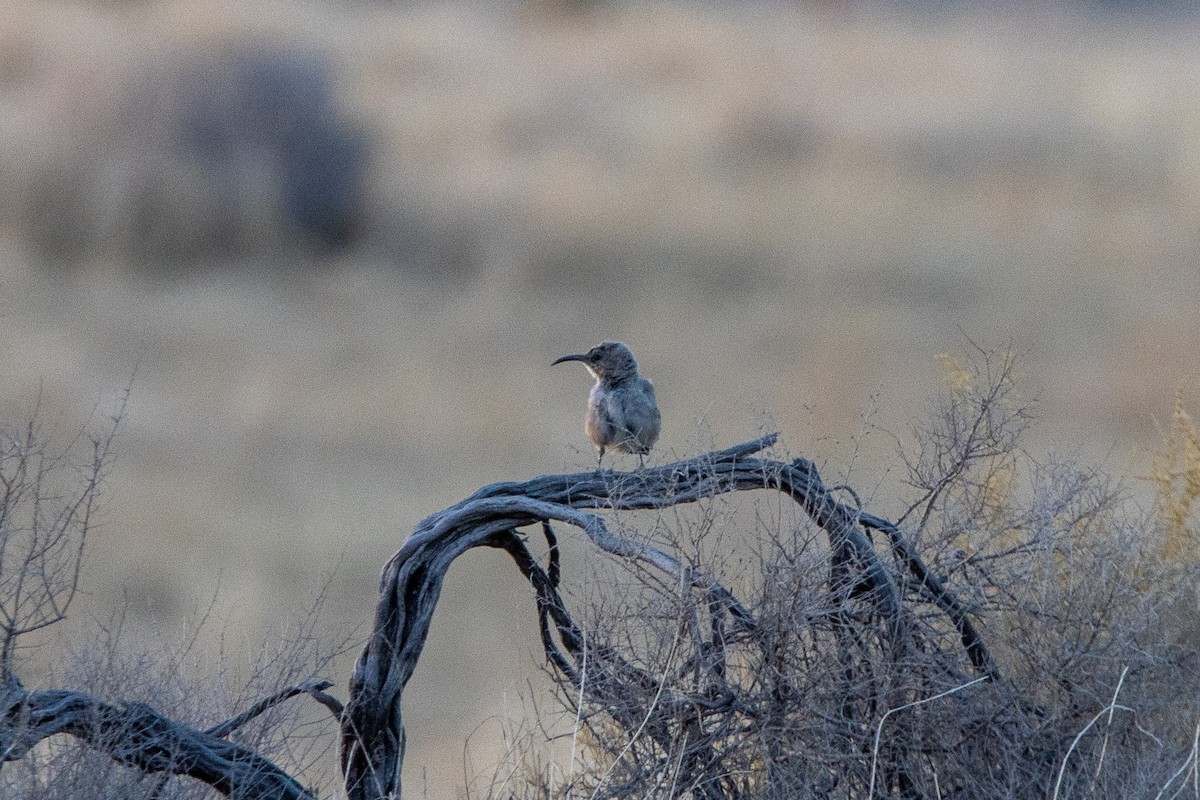 LeConte's Thrasher - ML623442232