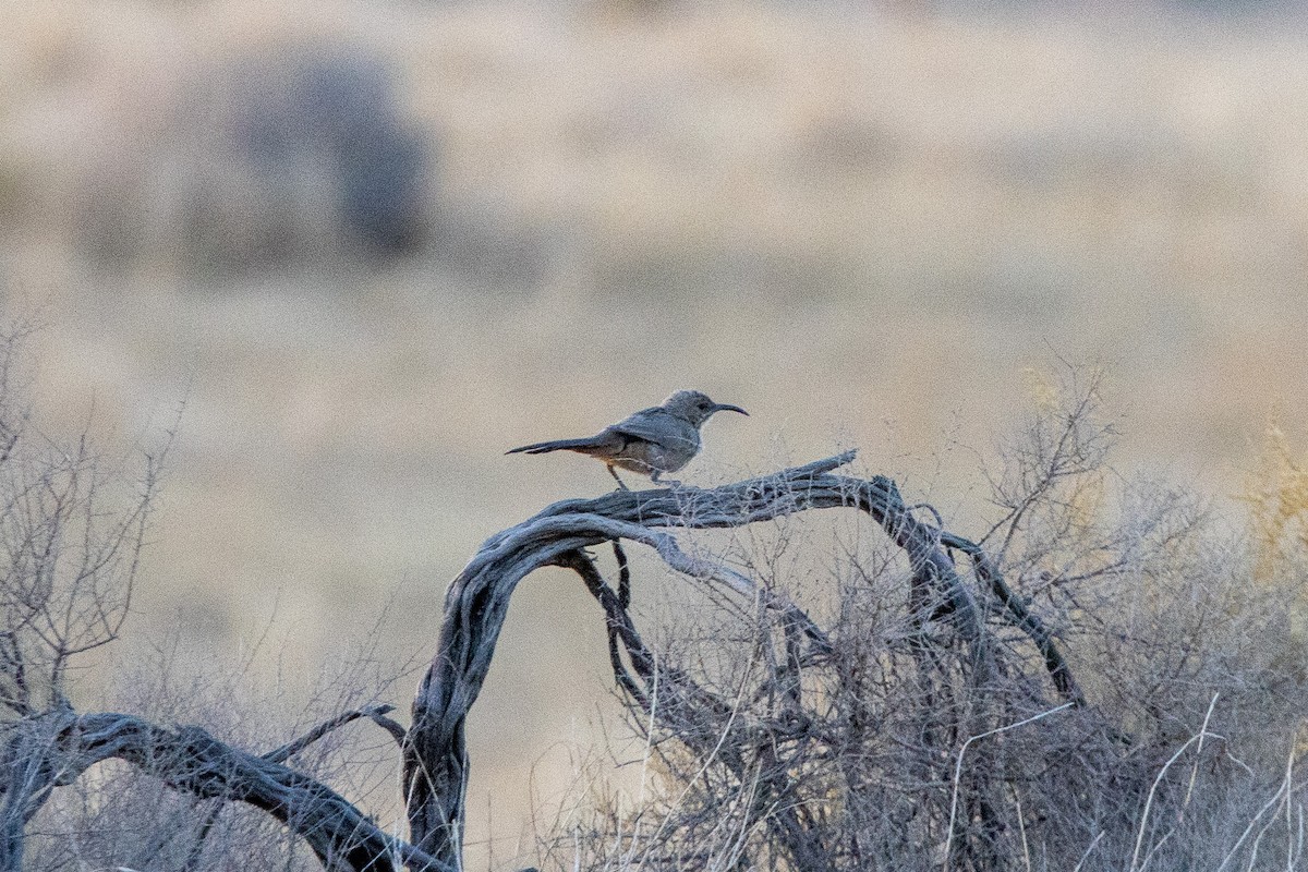 LeConte's Thrasher - ML623442233