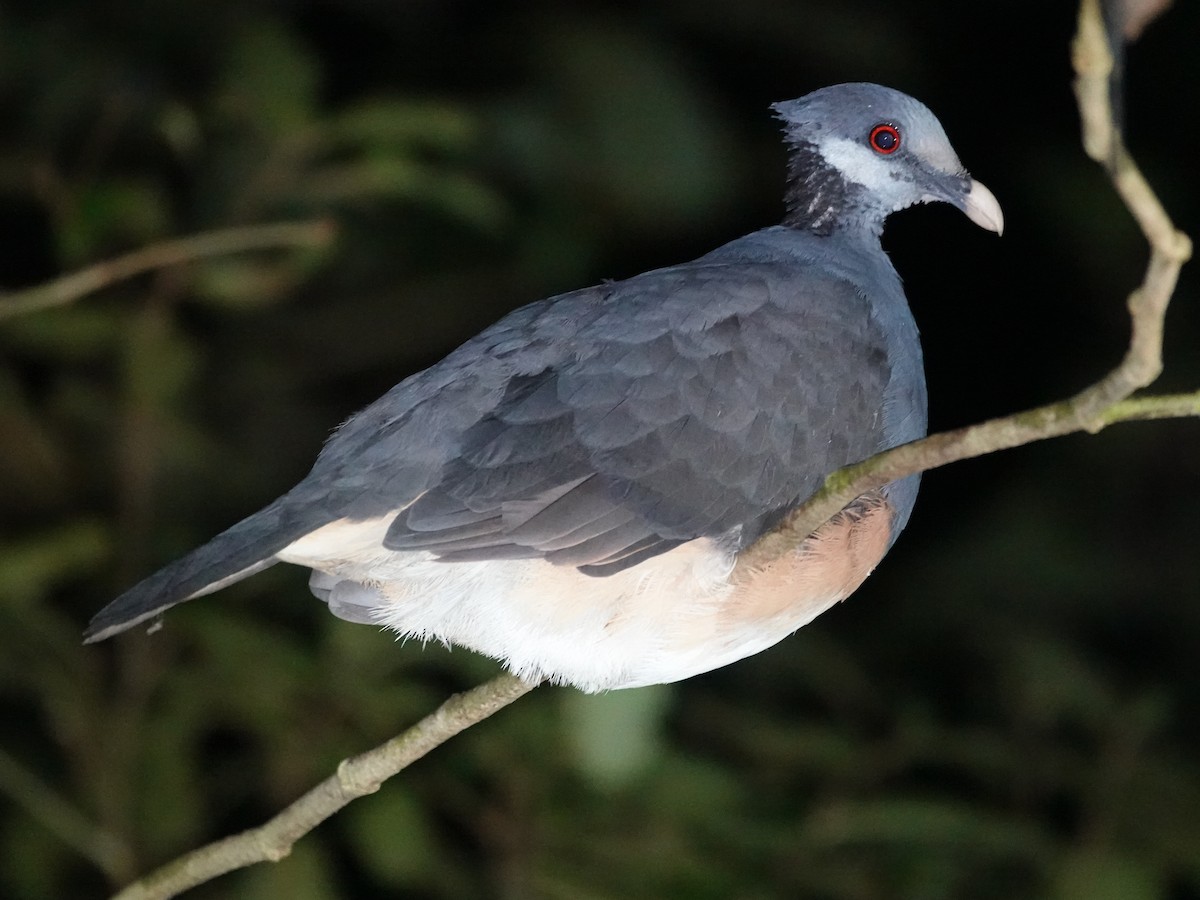 Thick-billed Ground-Pigeon - ML623442251