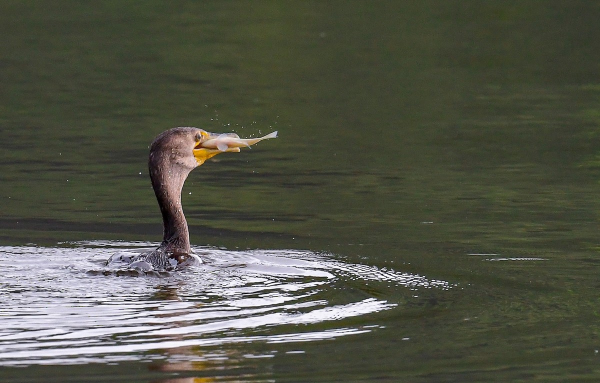 Double-crested Cormorant - Bob Reiter