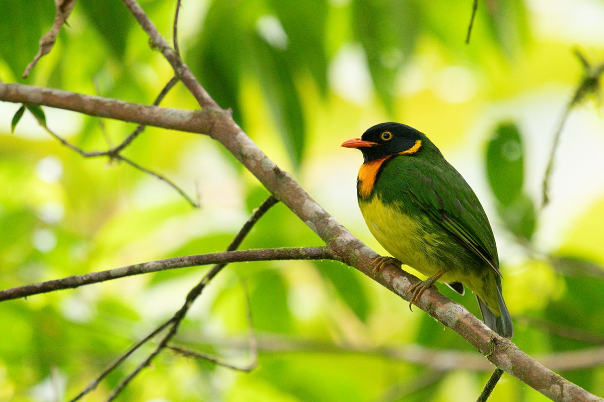 Orange-breasted Fruiteater - ML623442257