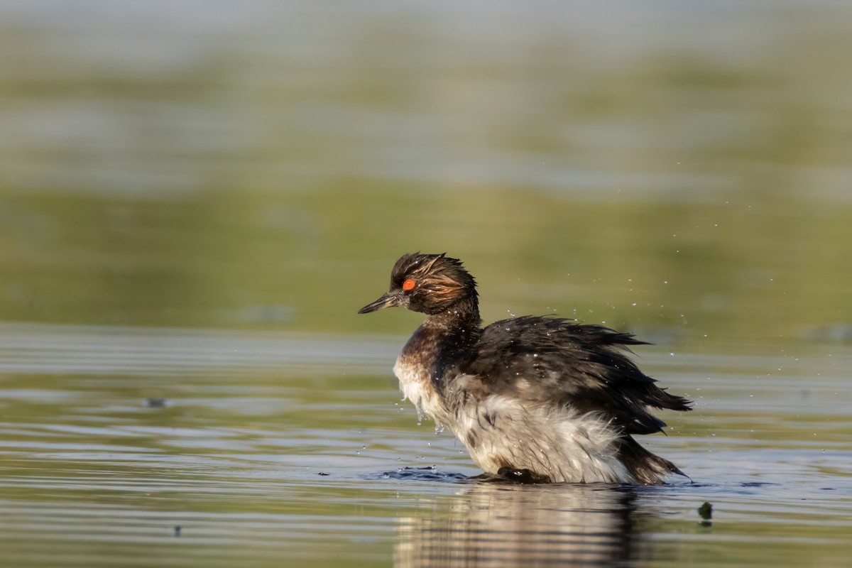 Eared Grebe - ML623442268