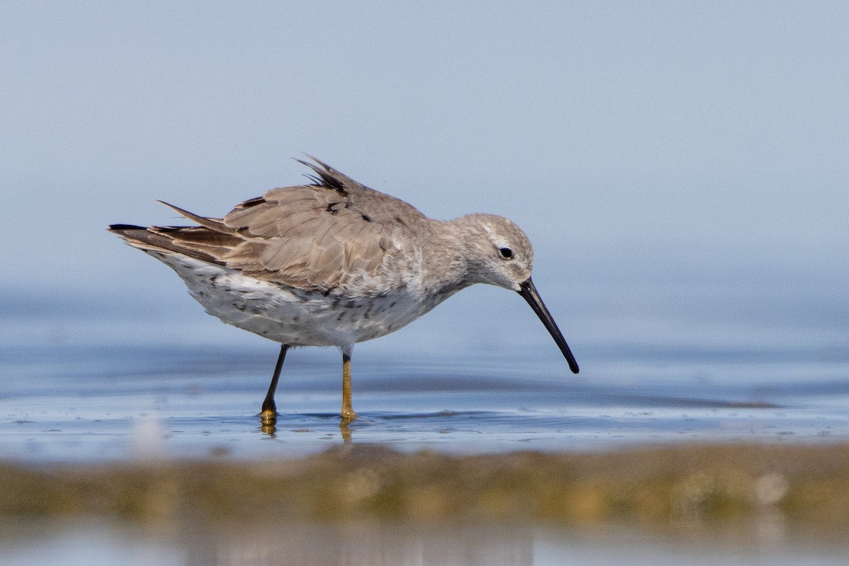 Stilt Sandpiper - ML623442283