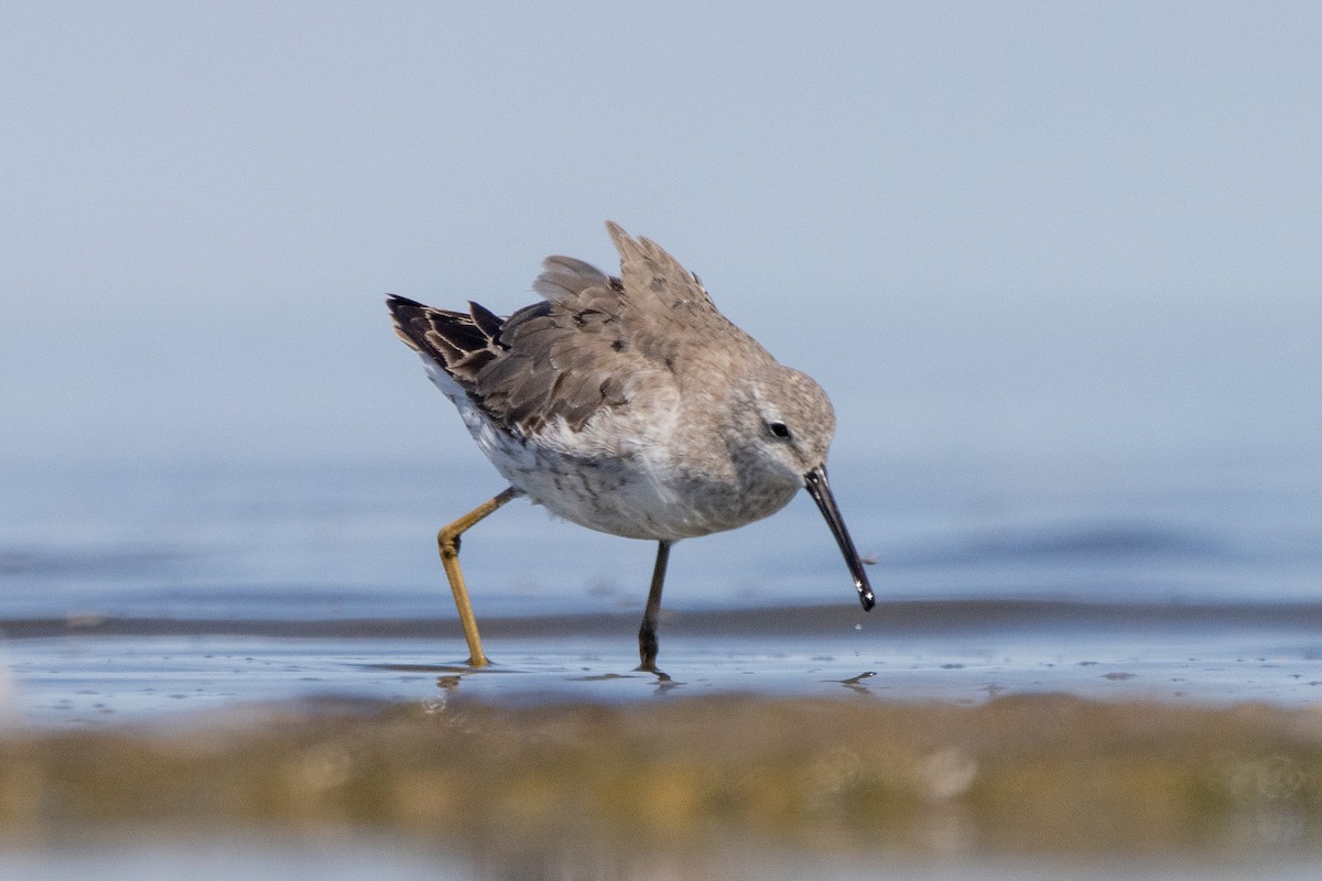 Stilt Sandpiper - ML623442284