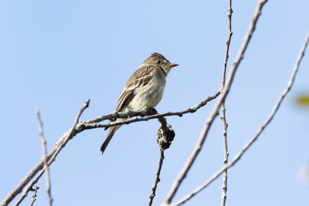 Eastern Wood-Pewee - ML623442289